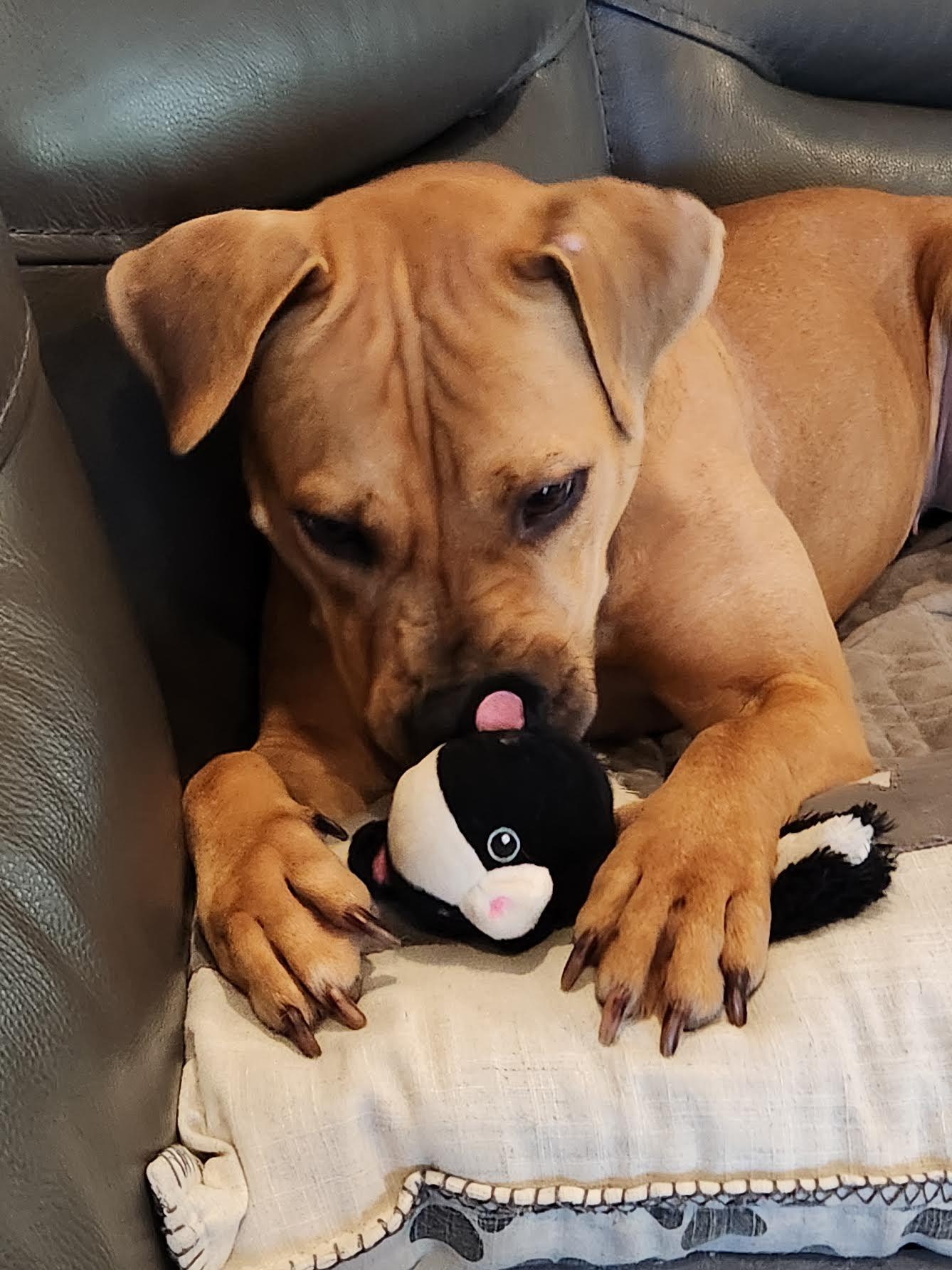 Enlarge Elisa, a Adoptable mixed breed in Cumming, GA image 5/6