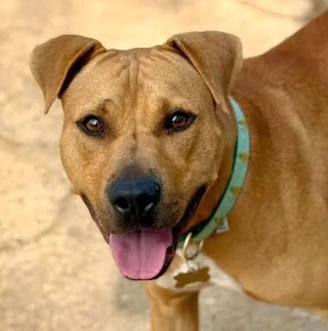 Enlarge Elisa, a Adoptable mixed breed in Cumming, GA image 6/6