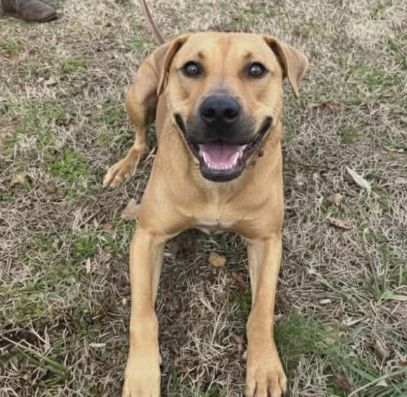 Enlarge Elisa, a Adoptable mixed breed in Cumming, GA image 2/3
