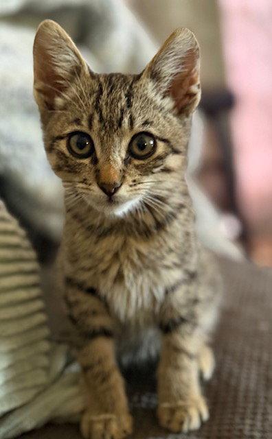 Stimpson, Adoptable, Young Male Tabby & Domestic Short Hair.