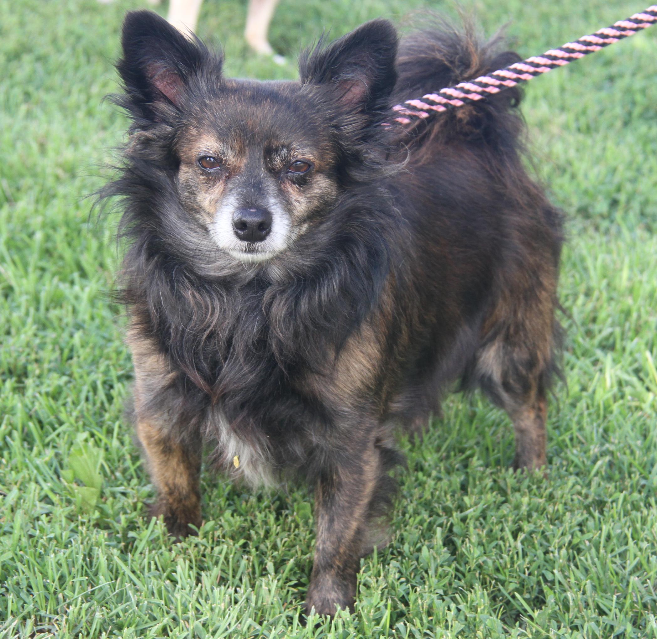 Pepsi (Neutered) (Bonded Pair w/Baked Potato) (Photos 6/14/2025) 2