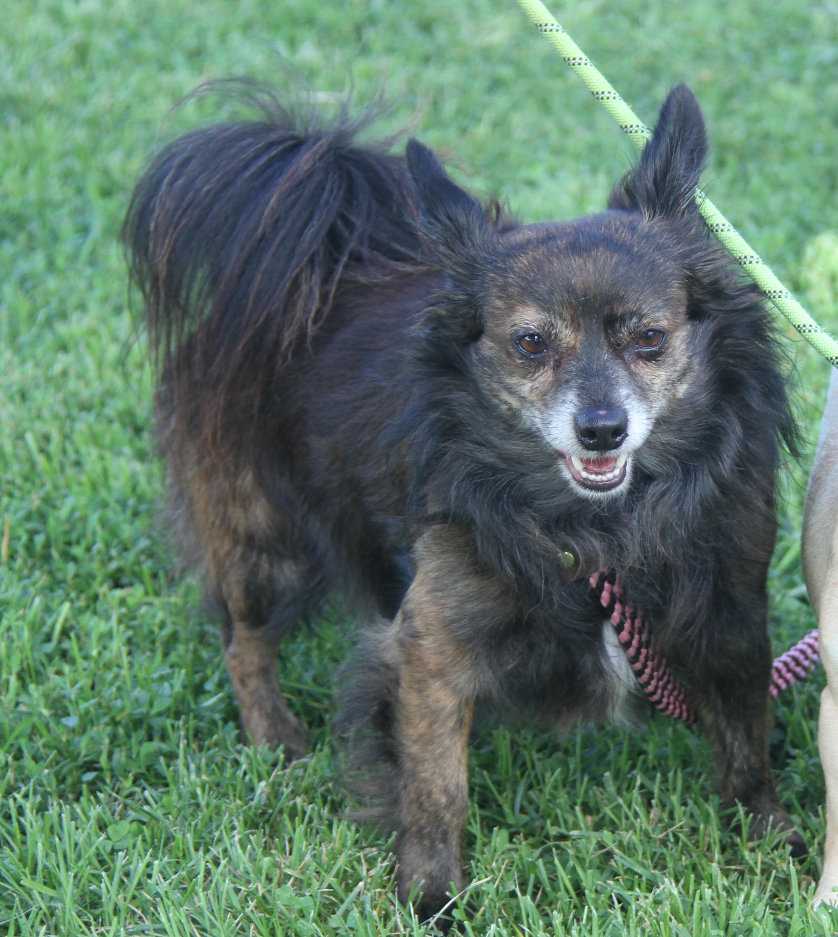 Pepsi (Neutered) (Bonded Pair w/Baked Potato) (Photos 6/14/2025) 3