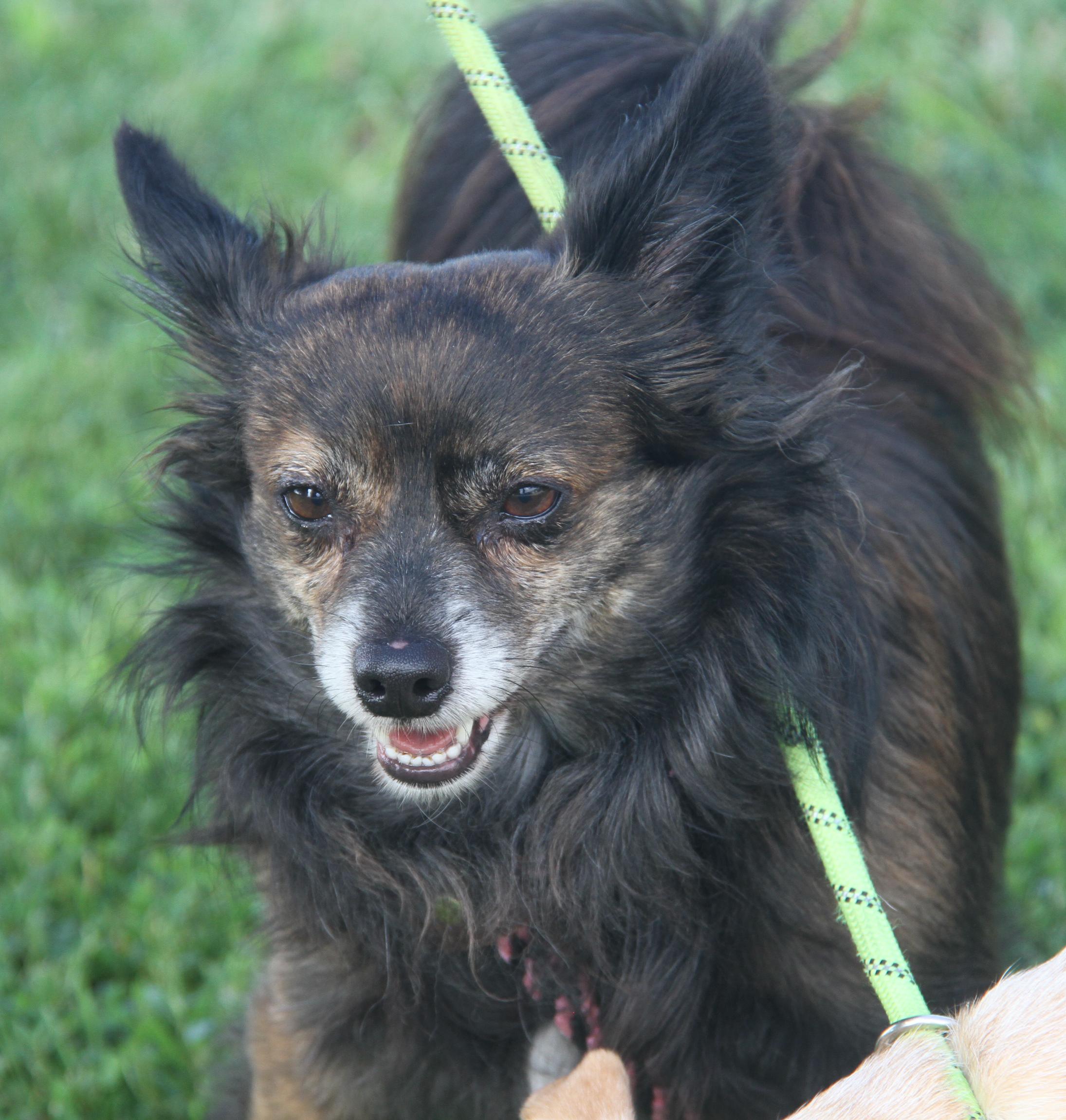 Pepsi (Neutered) (Bonded Pair w/Baked Potato) (Photos 6/14/2025) 5