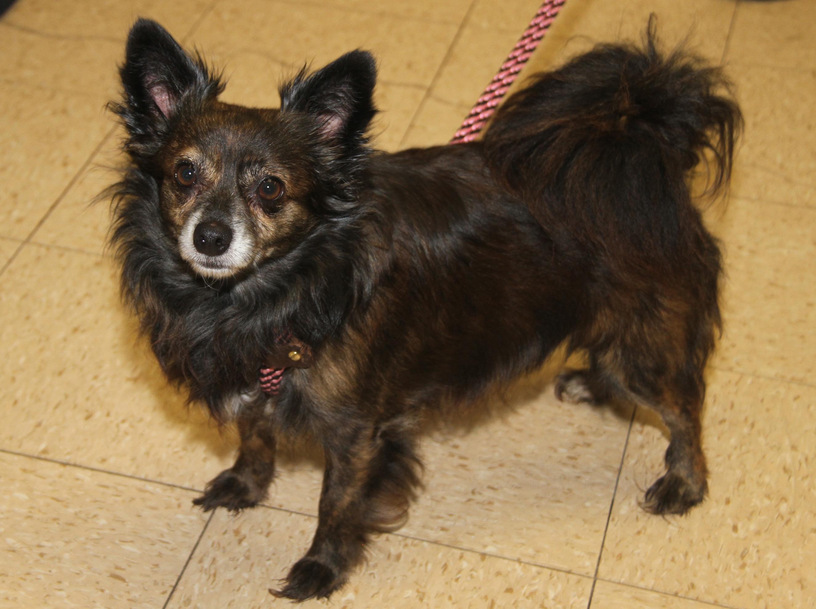 Pepsi (Neutered) (Bonded Pair w/Baked Potato) (Photos 6/14/2025) 6