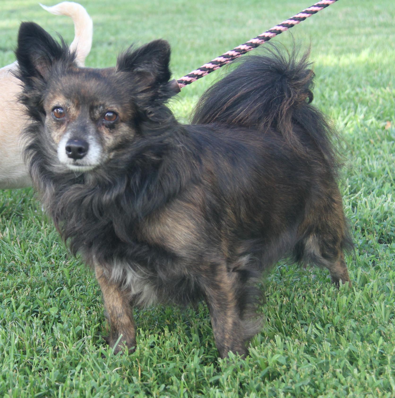 Pepsi (Neutered) (Bonded Pair w/Baked Potato) (Photos 6/14/2025)