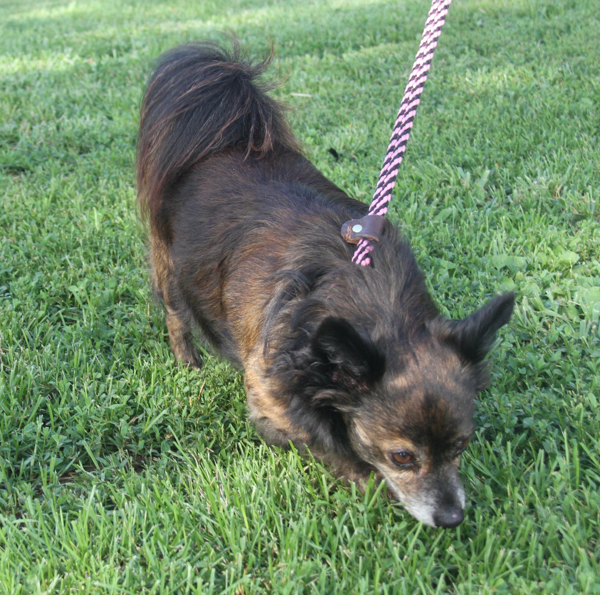 Pepsi (Neutered) (Bonded Pair w/Baked Potato) (Photos 6/14/2025) 4
