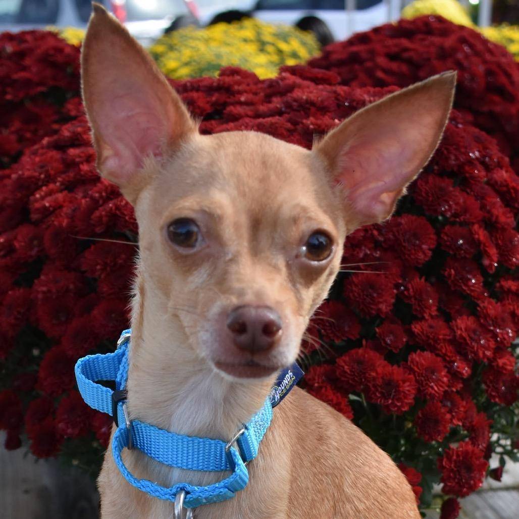 Enlarge Sasha, a Adoptable Chihuahua in Hudson, IL image 1/3