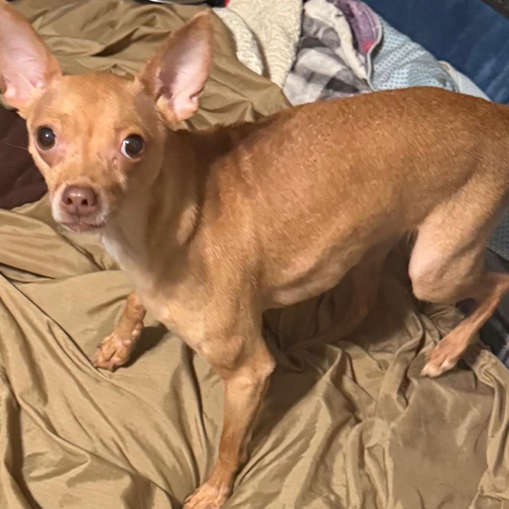 Enlarge Sasha, a Adoptable Chihuahua in Hudson, IL image 2/3