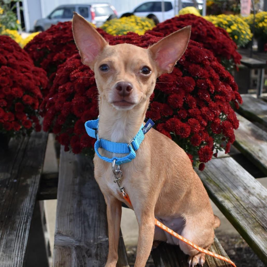 Enlarge Sasha, a Adoptable Chihuahua in Hudson, IL image 3/3