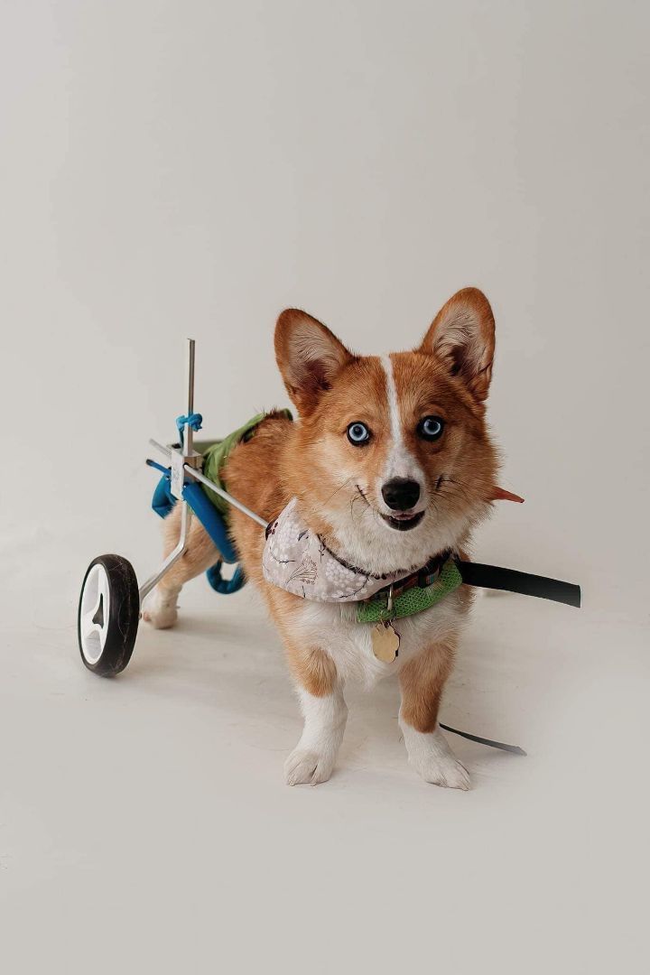 Kitsune, a Adoptable Corgi in Falls Church, VA image 5/7