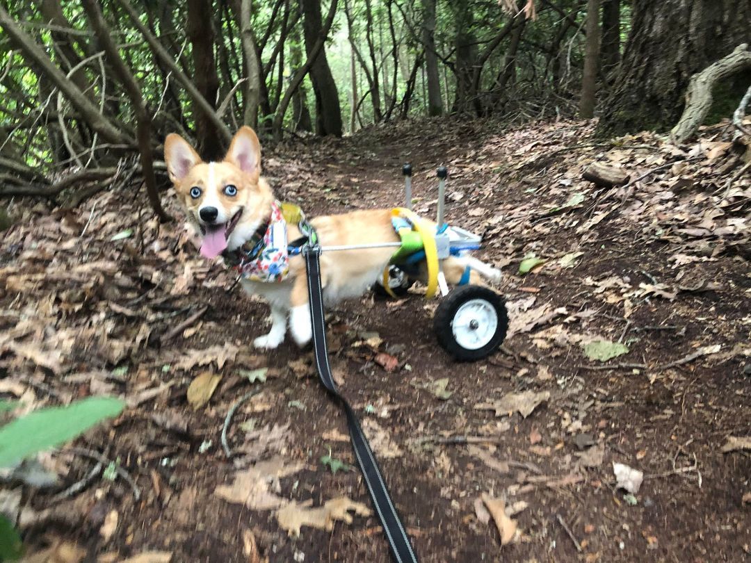 Kitsune, Adoptable, Adult Female Corgi.