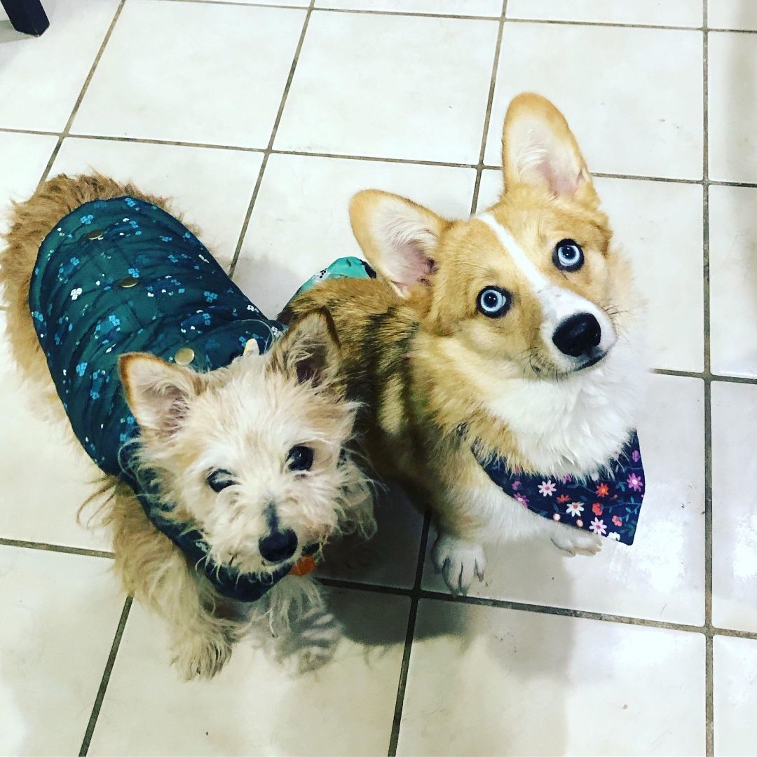 Kitsune, a Adoptable Corgi in Falls Church, VA image 6/7