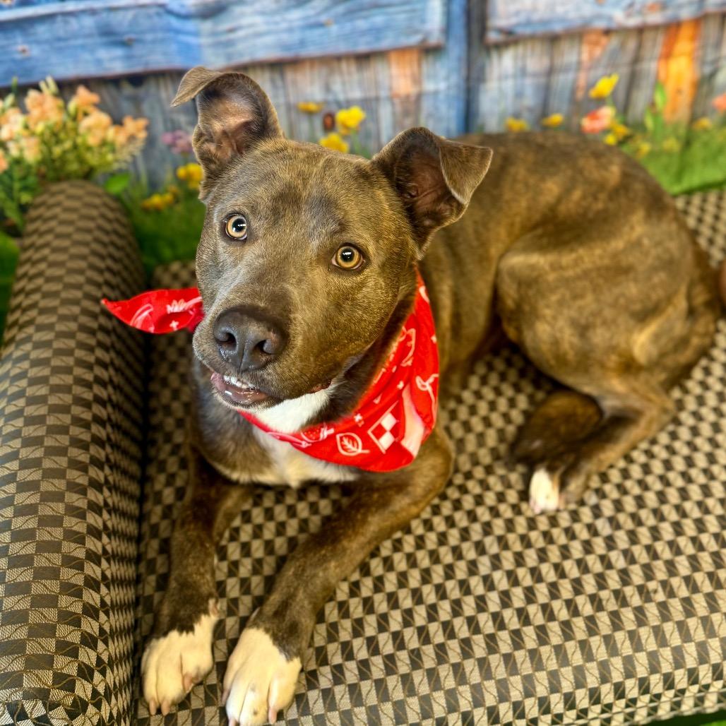 Enlarge Carnitine, a Adoptable Mixed Breed in Pauls Valley, OK image 3/5