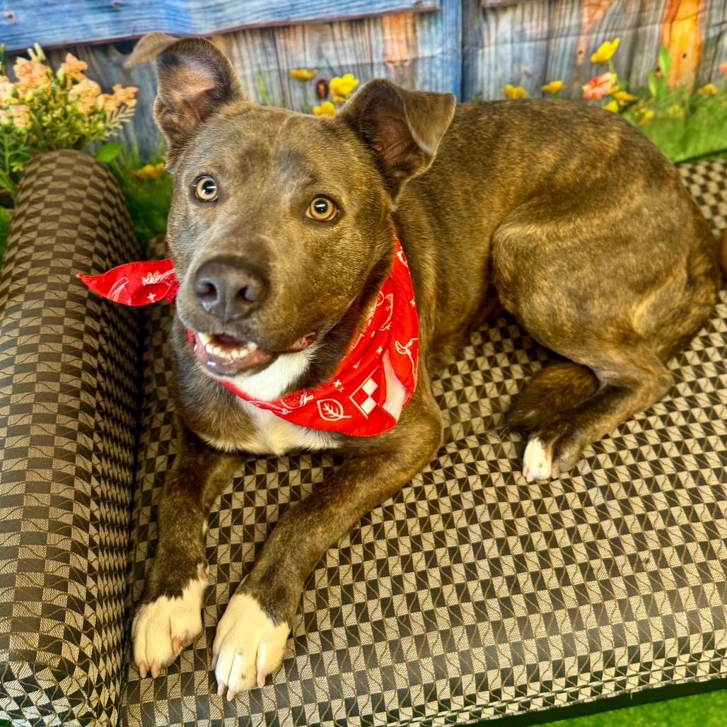 Enlarge Carnitine, a Adoptable Mixed Breed in Pauls Valley, OK image 4/5