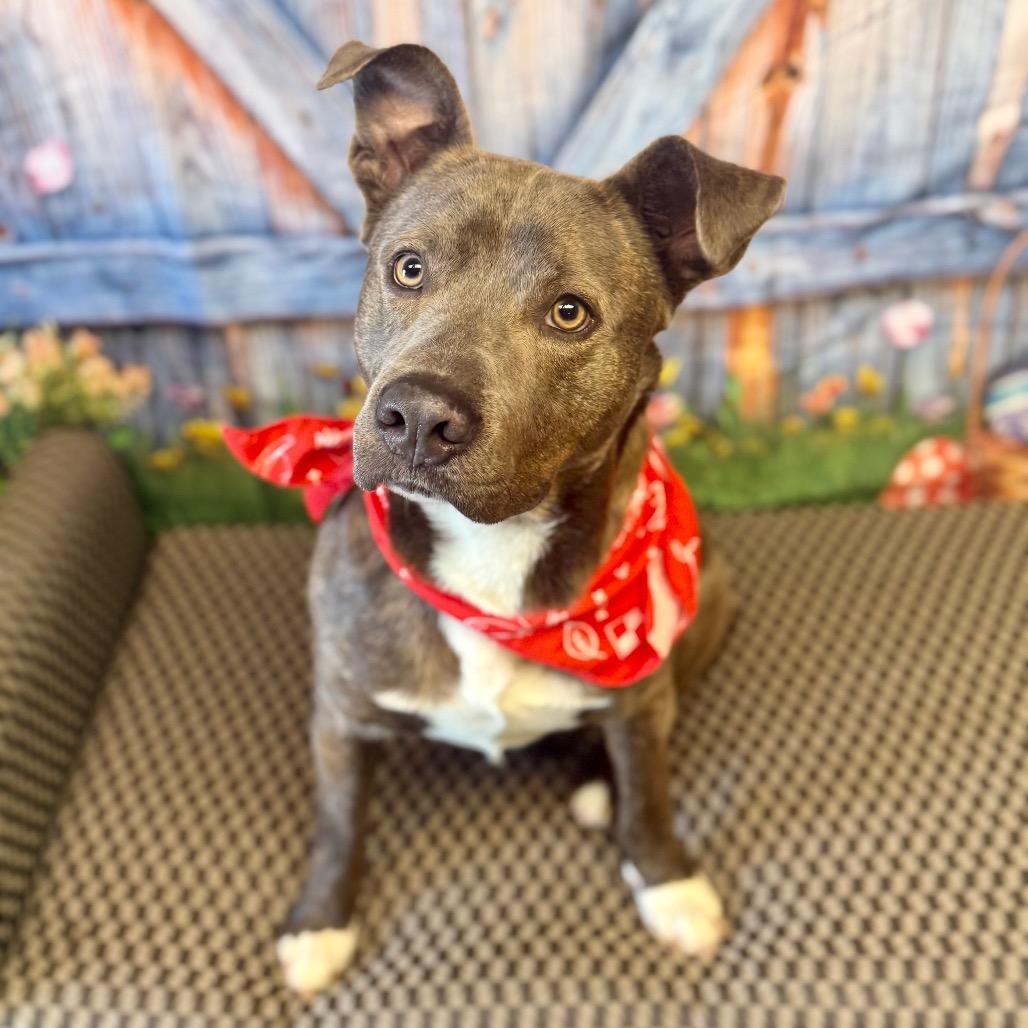 Enlarge Carnitine, a Adoptable Mixed Breed in Pauls Valley, OK image 5/5