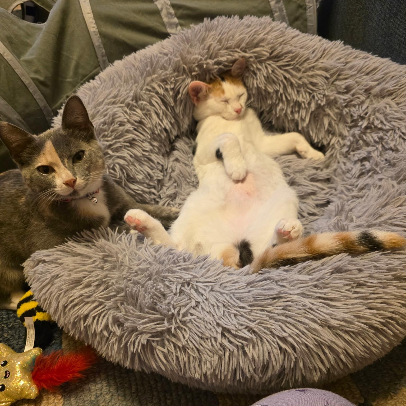 Enlarge Peaches and Pebbles, a ADOPTABLE Domestic Short Hair in Lewis Center, OH image 5/5