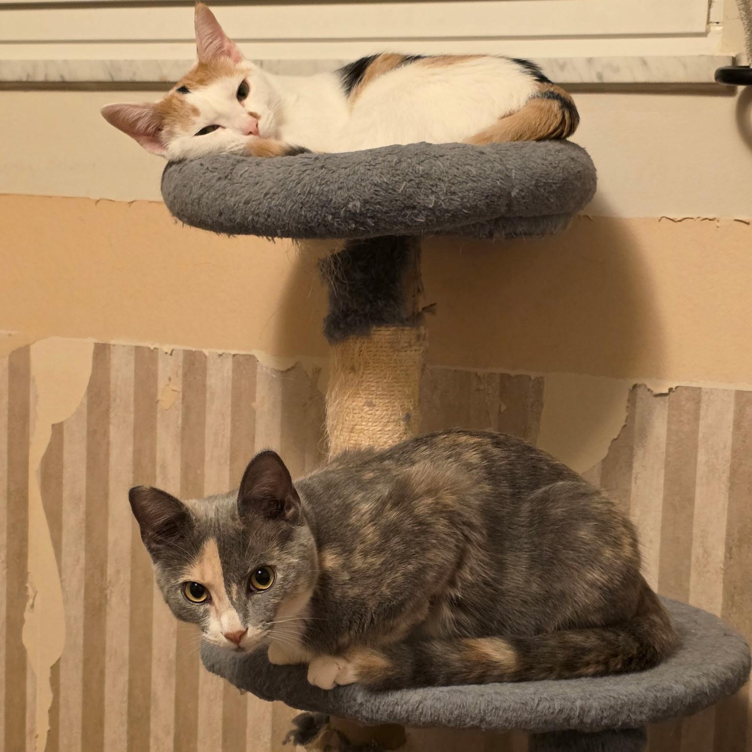 Enlarge Peaches and Pebbles, a ADOPTABLE Domestic Short Hair in Lewis Center, OH image 2/5