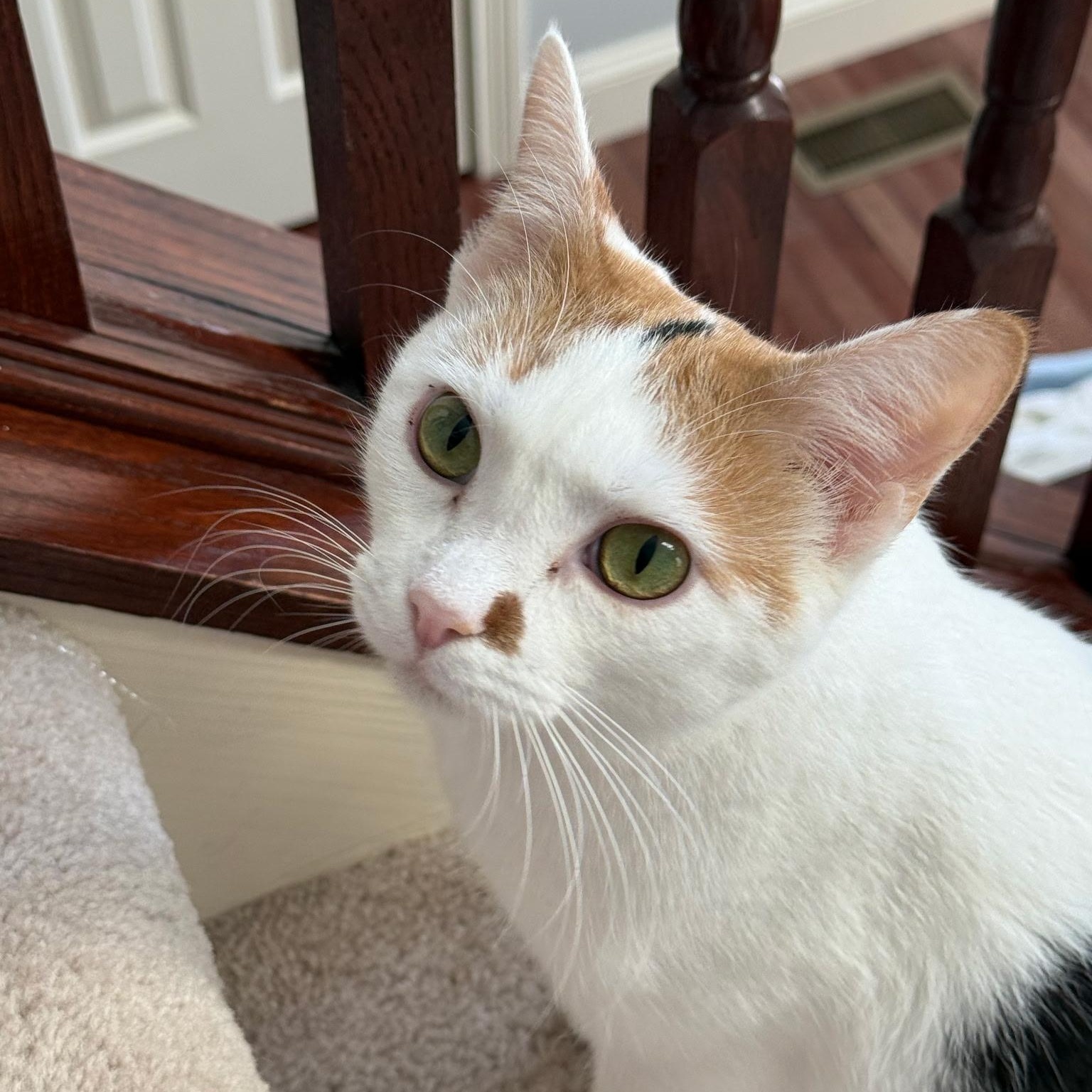 Enlarge Peaches and Pebbles, a ADOPTABLE Domestic Short Hair in Lewis Center, OH image 3/5