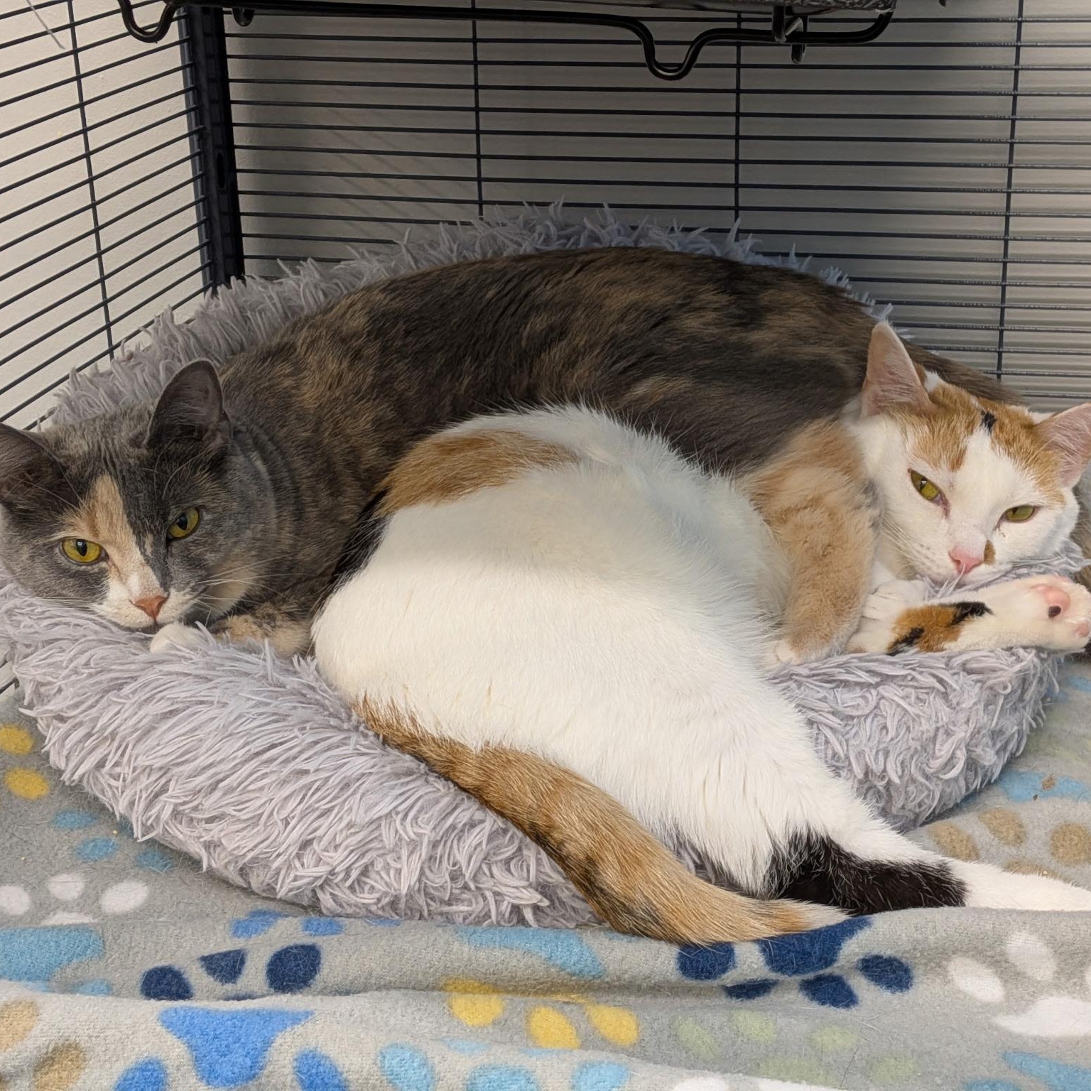 Enlarge Peaches and Pebbles, a ADOPTABLE Domestic Short Hair in Lewis Center, OH image 1/5