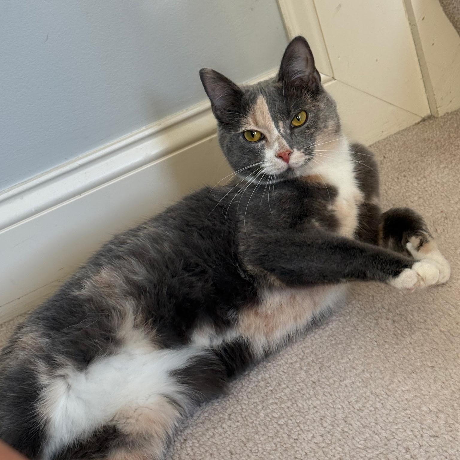 Enlarge Peaches and Pebbles, a ADOPTABLE Domestic Short Hair in Lewis Center, OH image 4/5