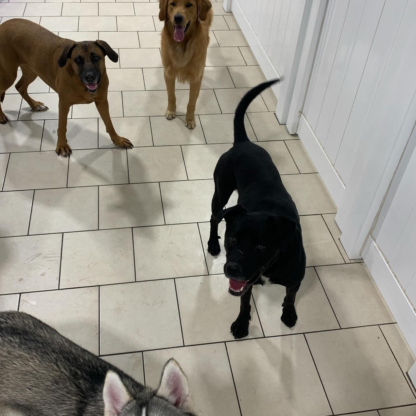 Enlarge Kobe, an adoptable mixed breed in Springfield, MO image 4/6