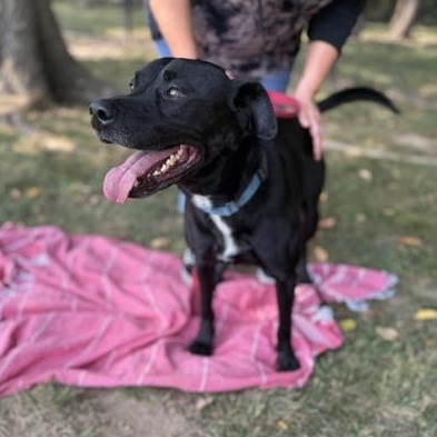 Enlarge Kobe, an adoptable mixed breed in Springfield, MO image 1/6