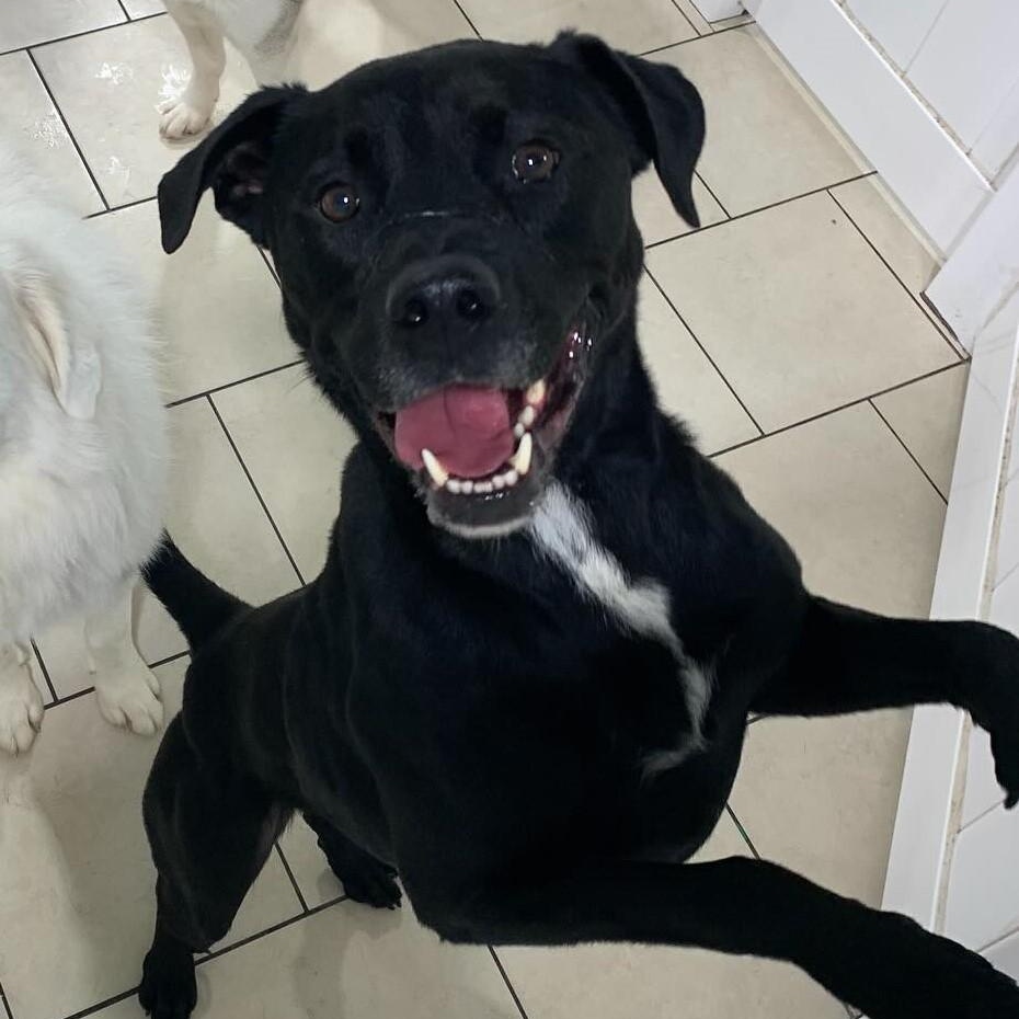 Enlarge Kobe, an adoptable mixed breed in Springfield, MO image 3/6