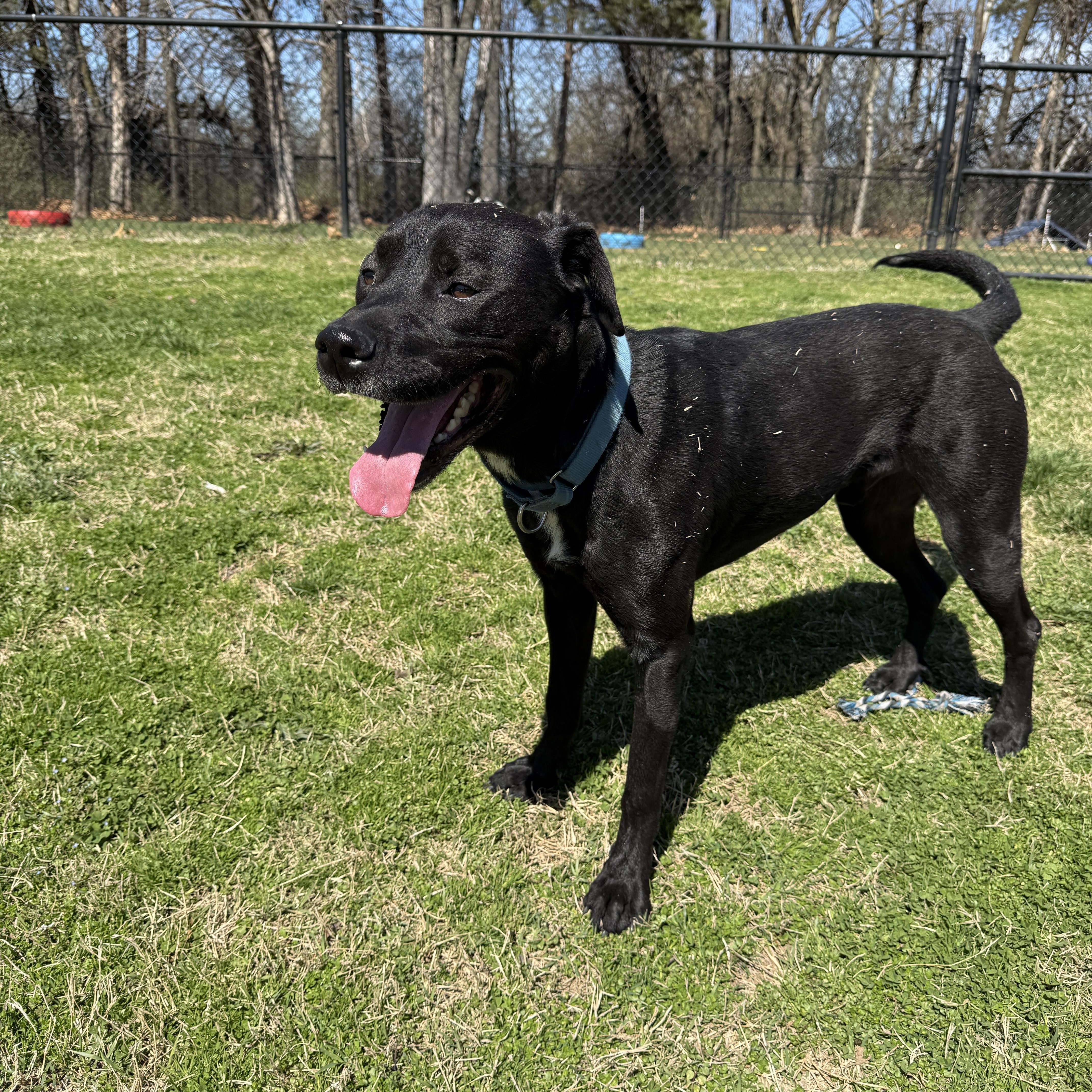 Enlarge Kobe, an adoptable mixed breed in Springfield, MO image 5/6