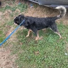 Diesel, a ADOPTABLE mixed breed in Manhasset, NY image 3/4