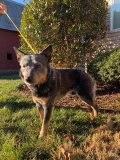 Diesel, a ADOPTABLE mixed breed in Manhasset, NY image 1/4