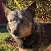 Diesel, a ADOPTABLE mixed breed in Manhasset, NY image 2/4