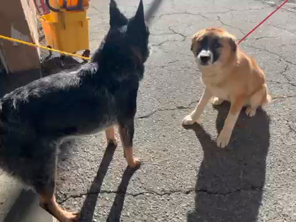 Enlarge Diesel, a ADOPTABLE mixed breed in Manhasset, NY video 4/4