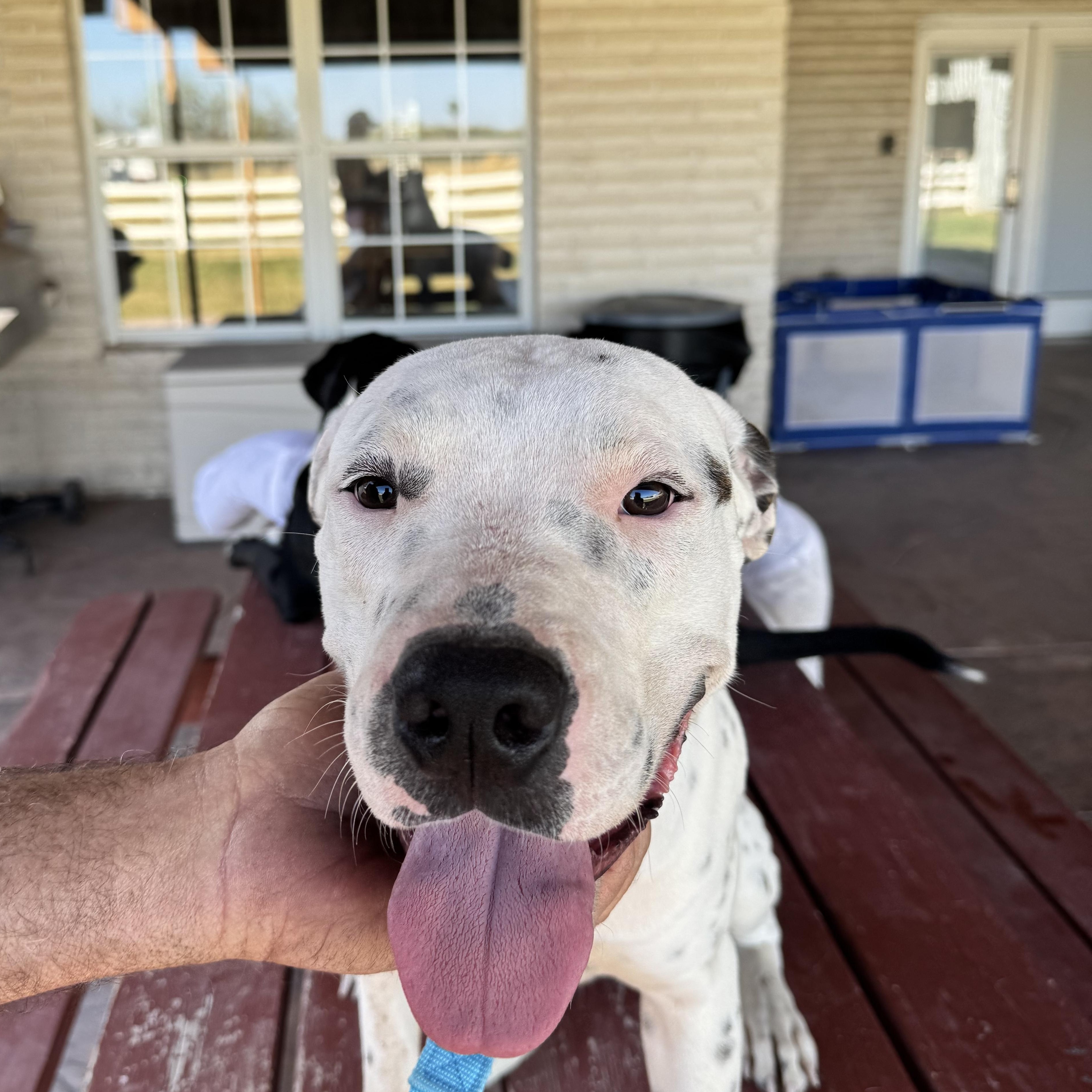 Enlarge Rusty, an adopted mixed breed in The Dalles, OR image 4/4