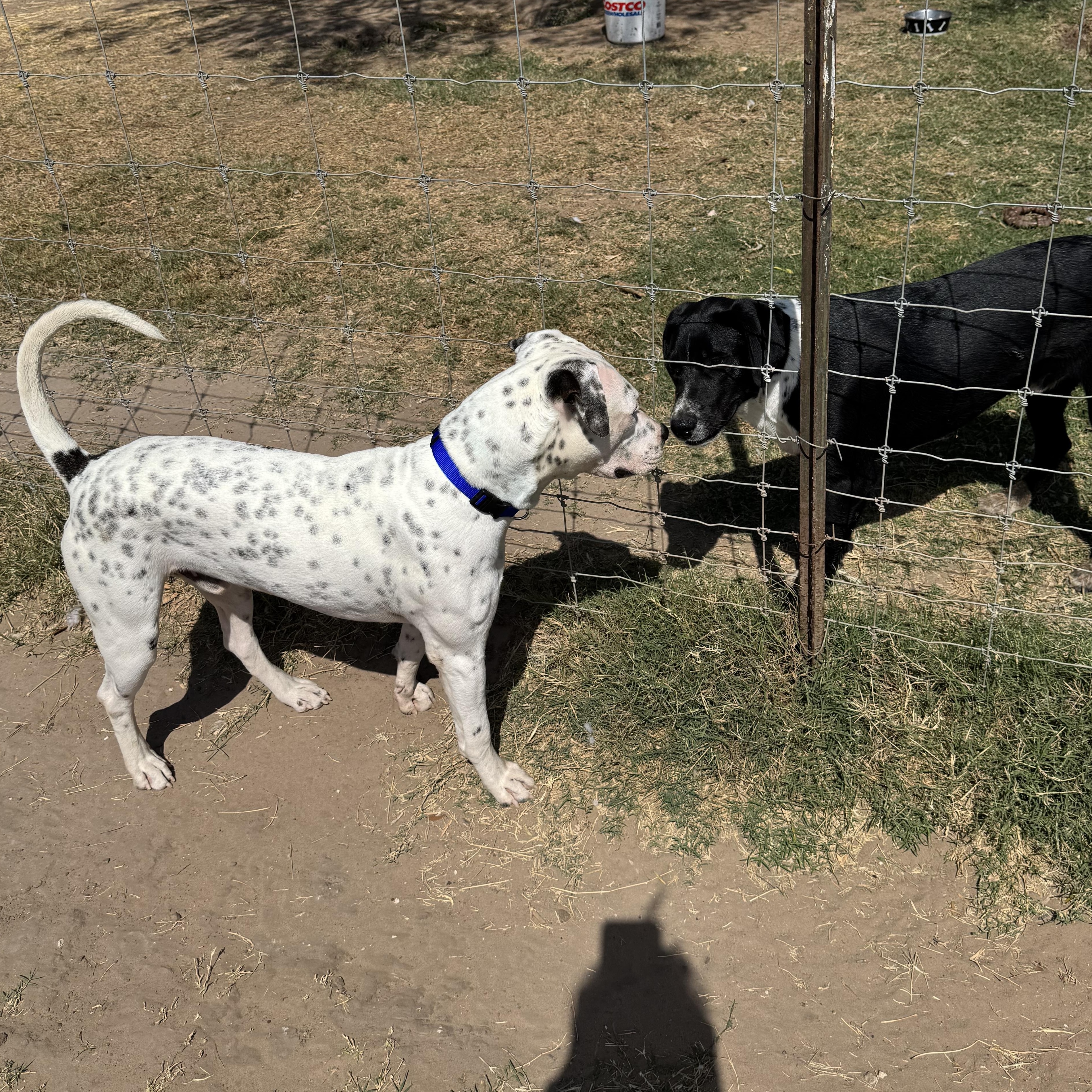 Enlarge Rusty, an adopted mixed breed in The Dalles, OR image 3/4