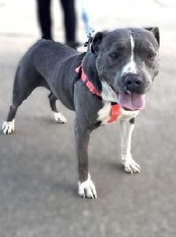 Bella **Courtesy Post. Out of town pet. See below for details**