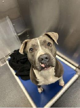 Bella **Courtesy Post. Out of town pet. See below for details**