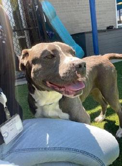 Bella **Courtesy Post. Out of town pet. See below for details**