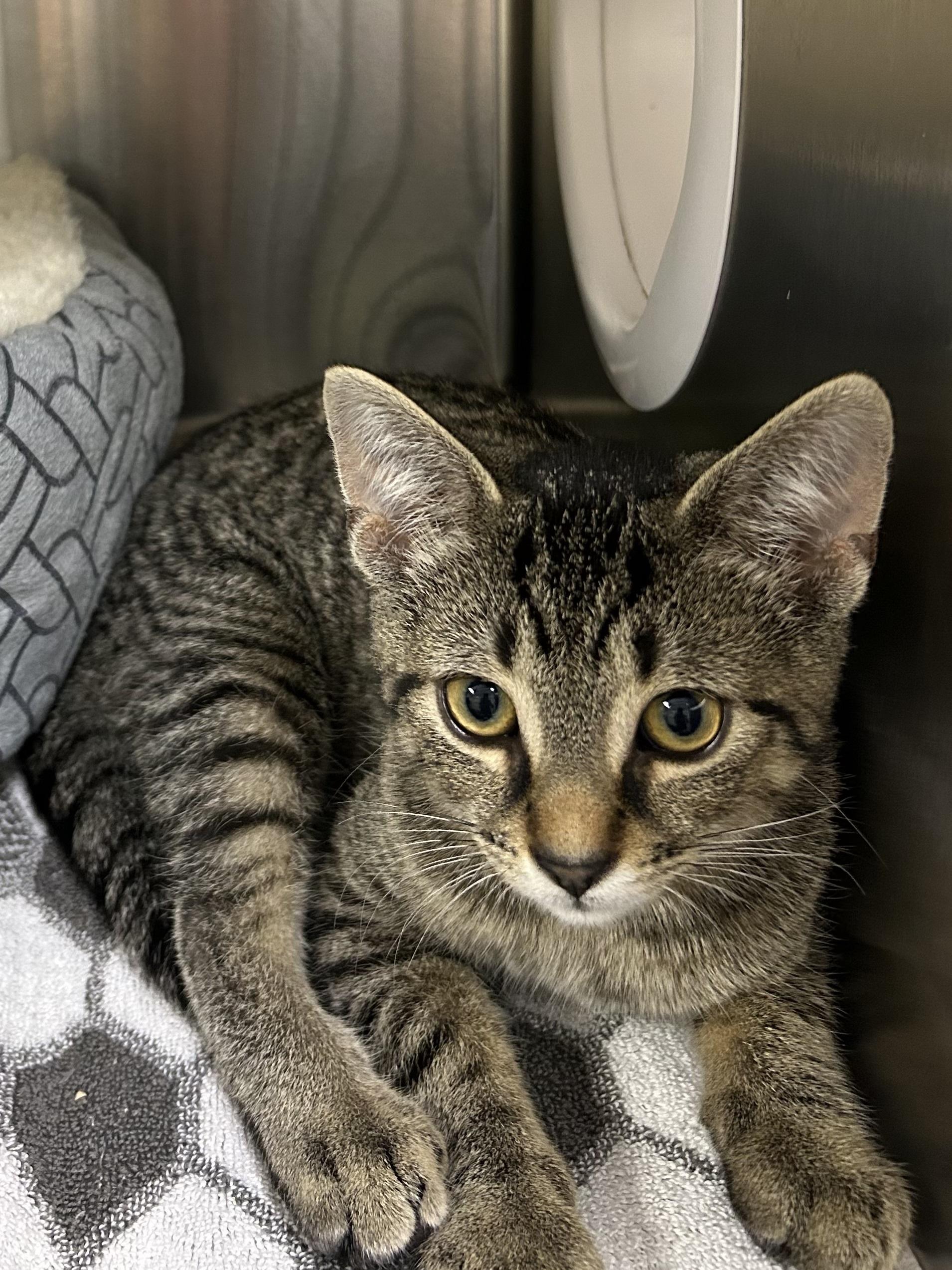 Phyliss -Head of the Party Planning Committee & Professional Napper, Adopted, Kitten Female Domestic Short Hair.