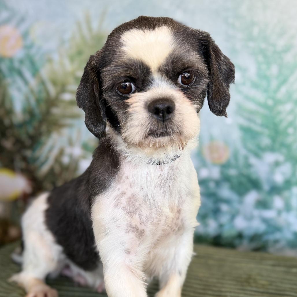 Viola, Adoptable, Adult Female Shih Tzu.