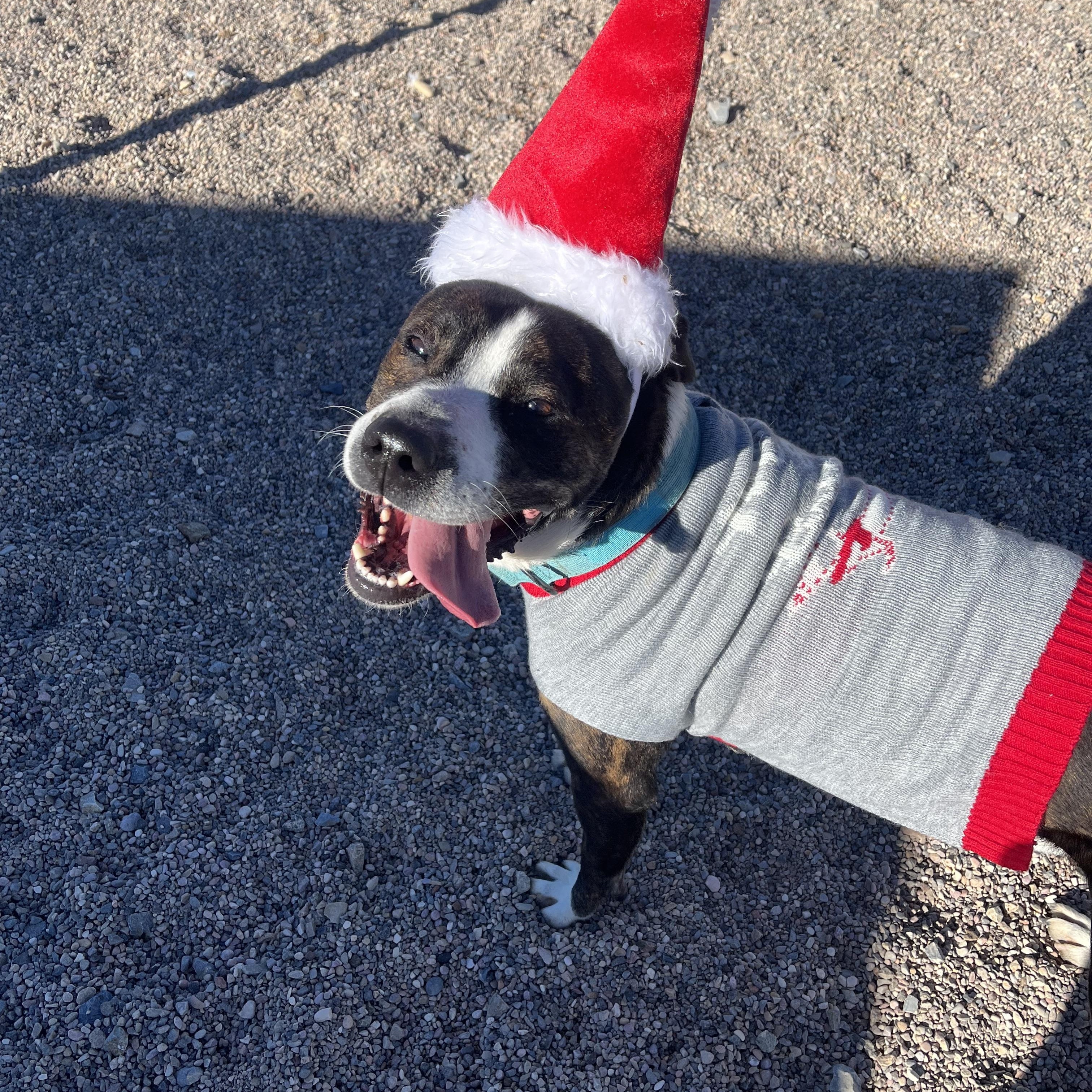 Enlarge Chipotle, an adopted mixed breed in Cedar City, UT image 3/3