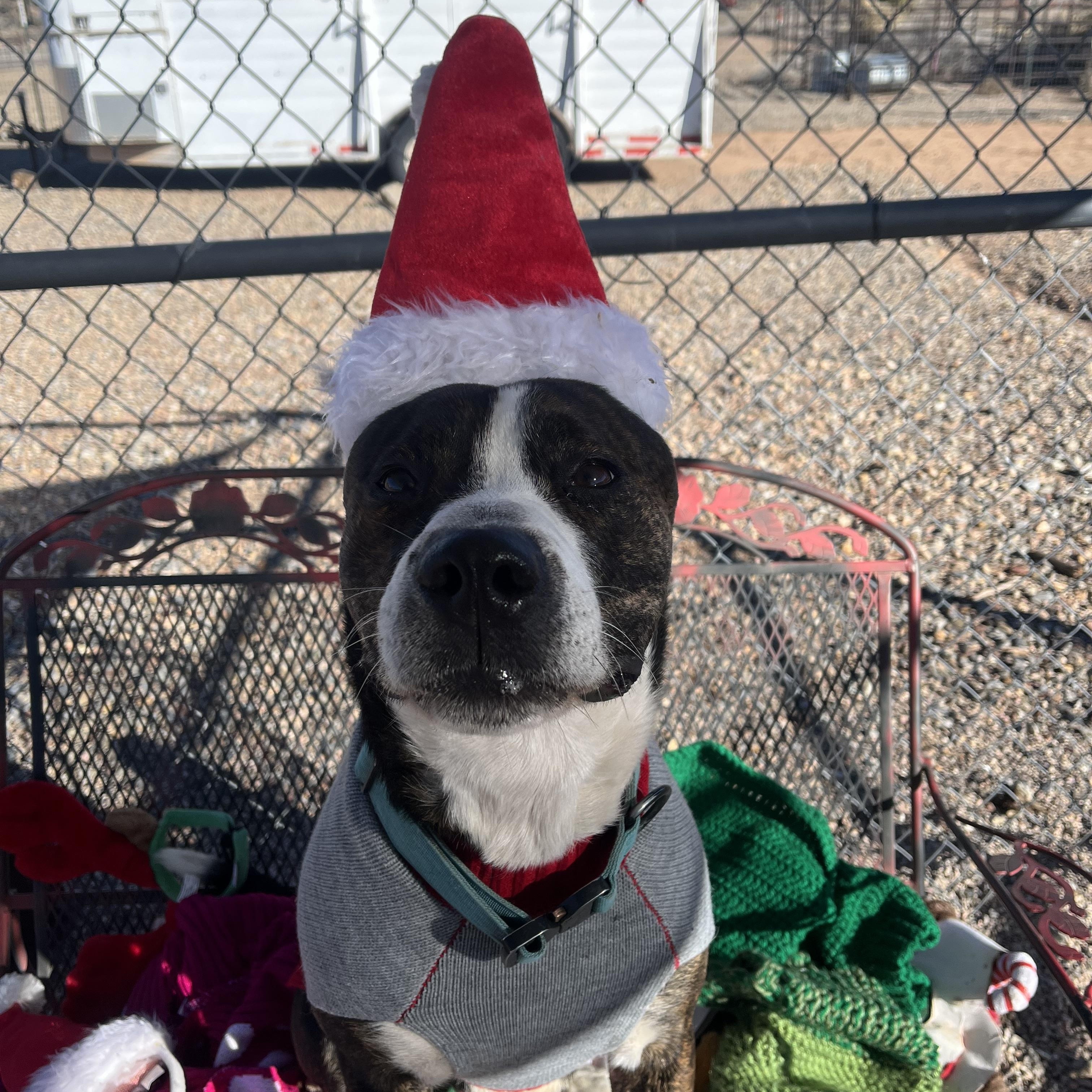 Chipotle, adopted, Adult Male Bulldog & Pit Bull Terrier.