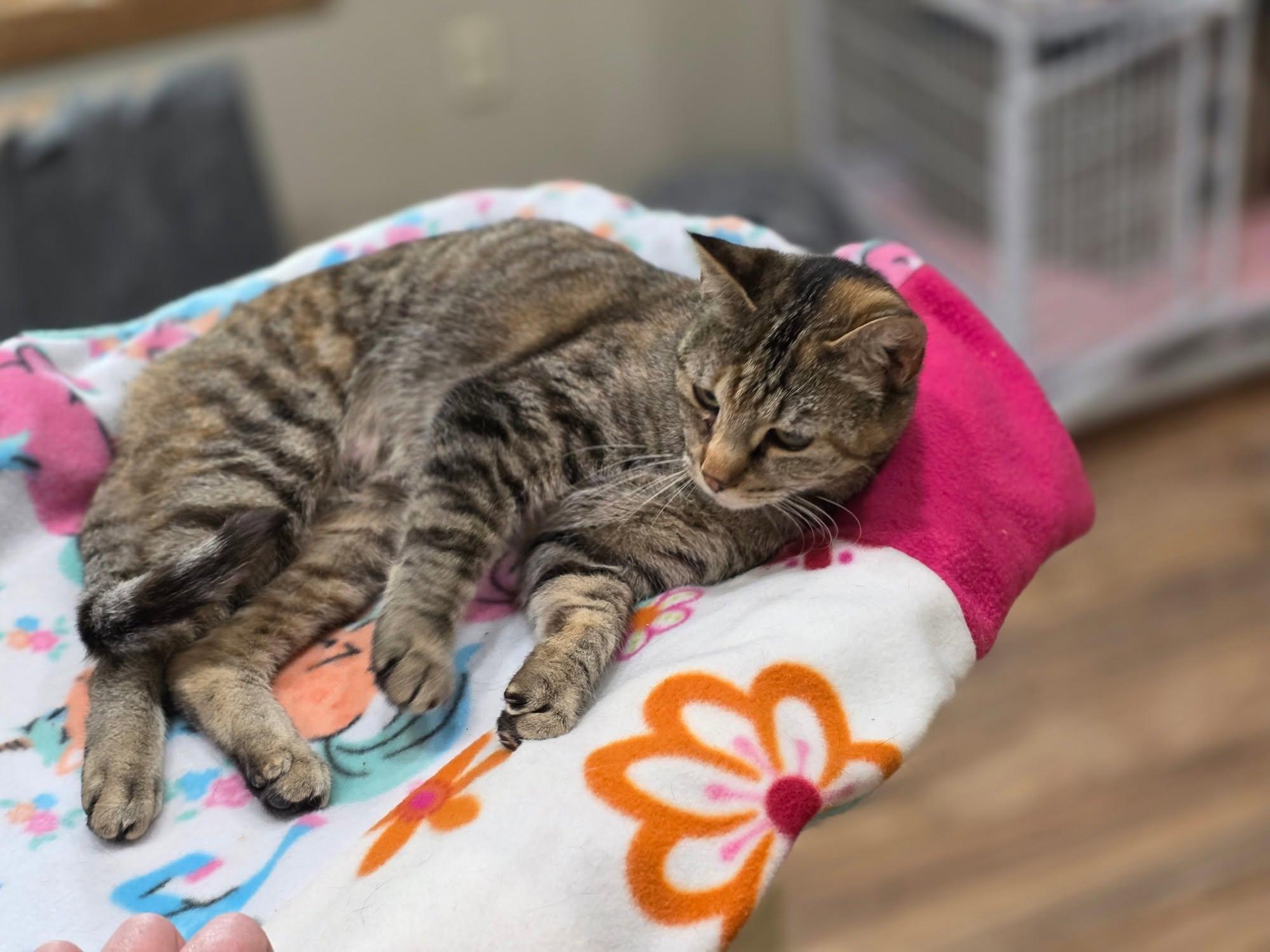 Jessie, a Adoptable Domestic Short Hair in Oakville, WA image 3/4