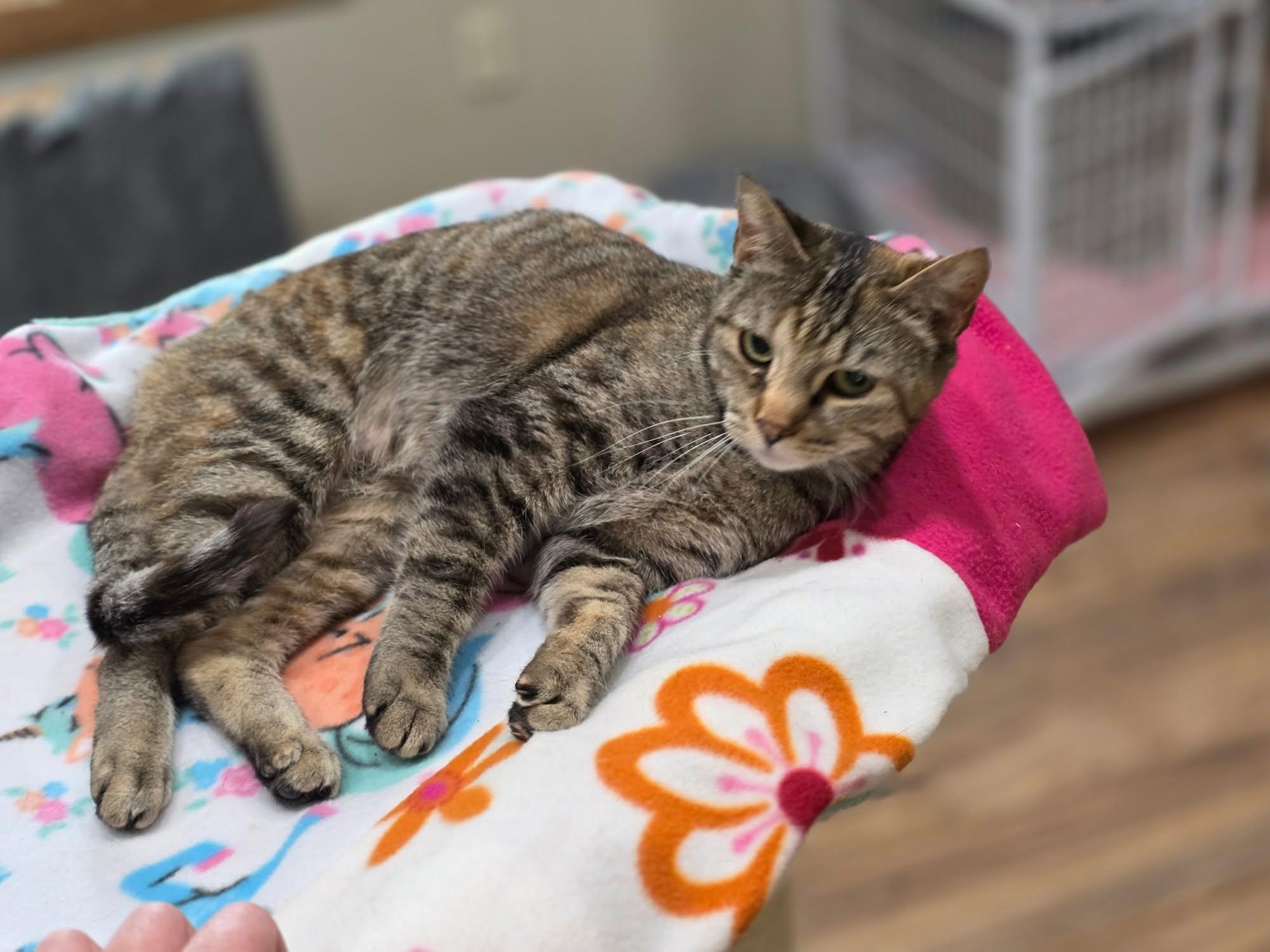Jessie, a Adoptable Domestic Short Hair in Oakville, WA image 4/4