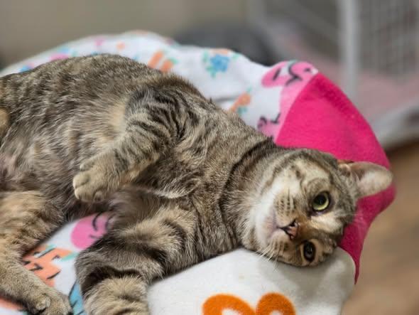 Jessie, a Adoptable Domestic Short Hair in Oakville, WA image 2/4