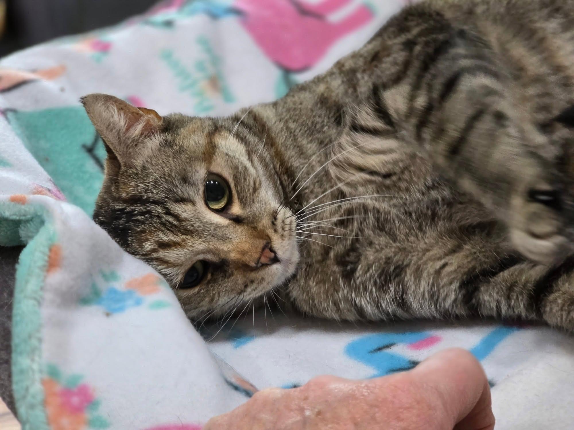 Jessie, a Adoptable Domestic Short Hair in Oakville, WA image 1/4