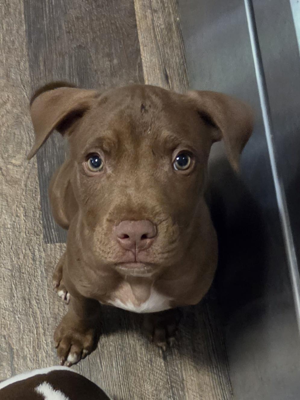 Mork, adopted, Puppy Male Chocolate Labrador Retriever & Pit Bull Terrier.