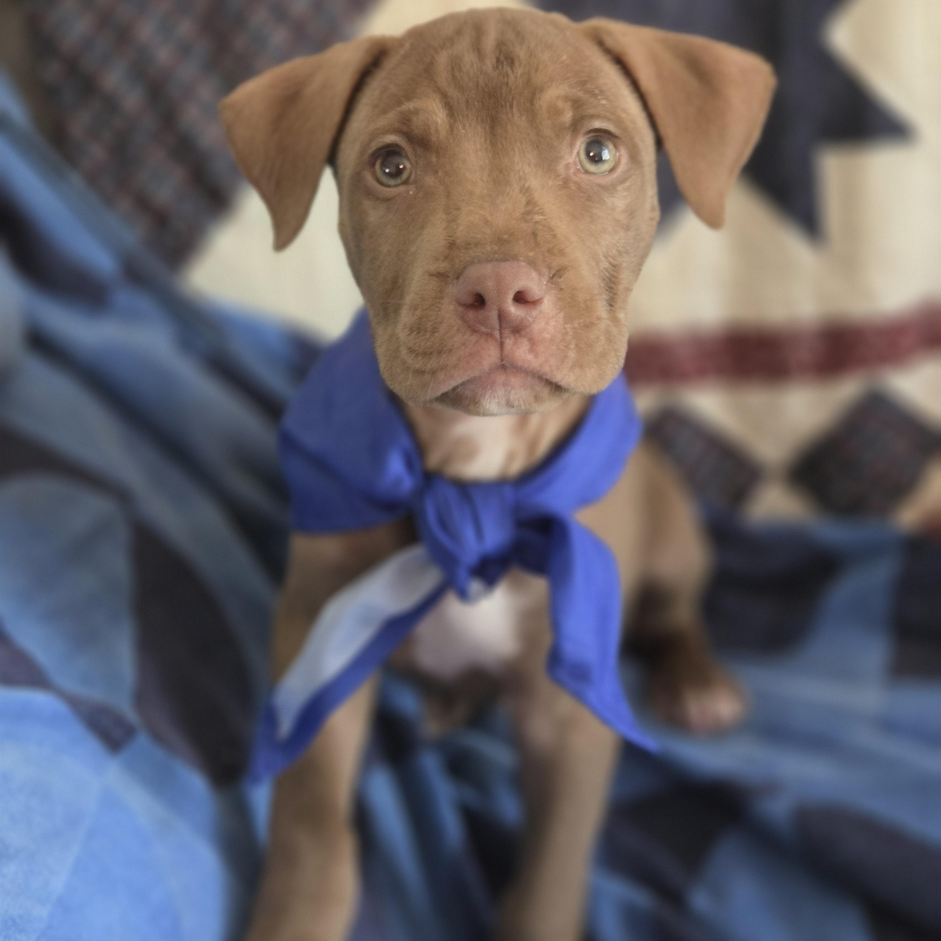 Enlarge Mork, an adopted mixed breed in Greensboro, GA image 3/5