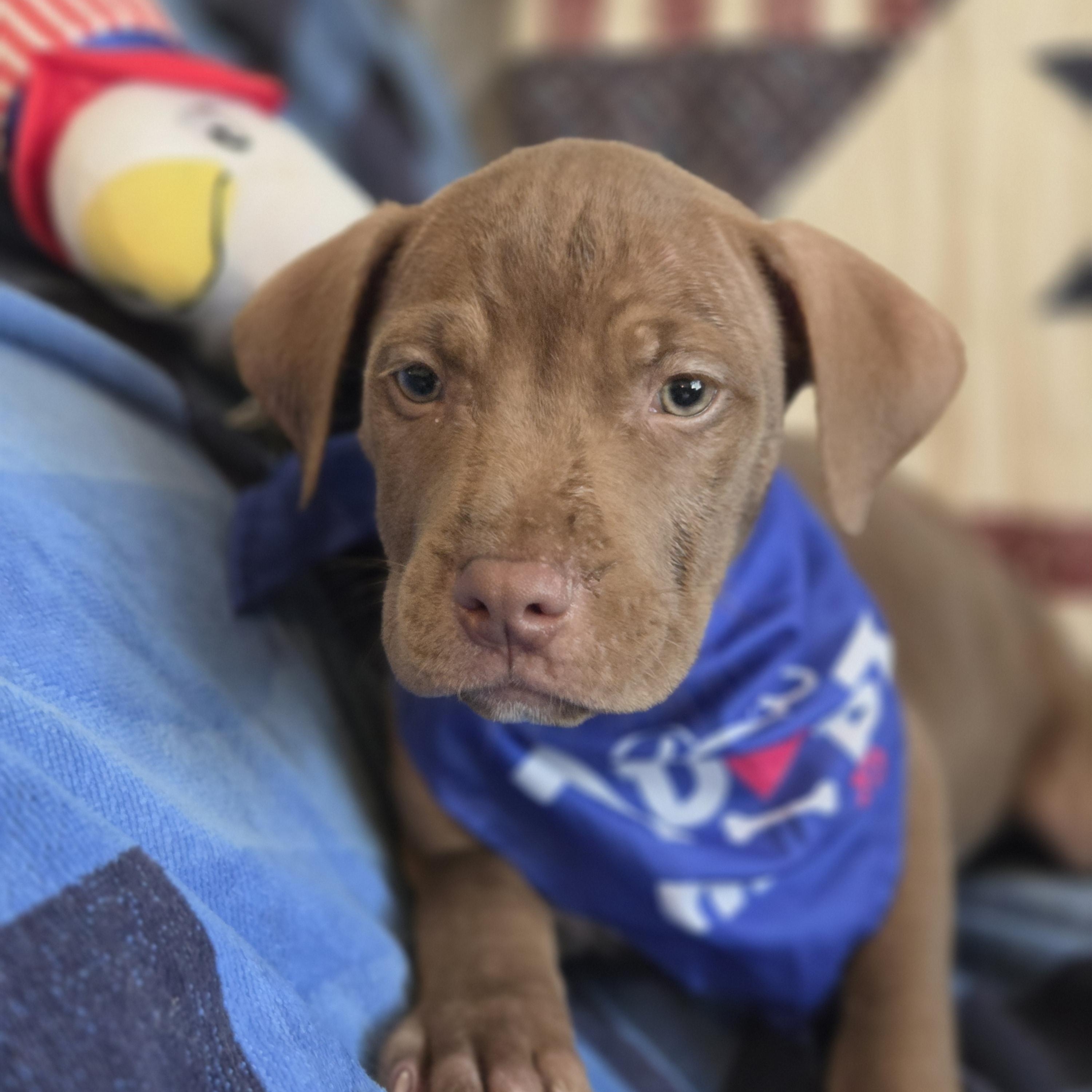 Enlarge Mork, an adopted mixed breed in Greensboro, GA image 2/5