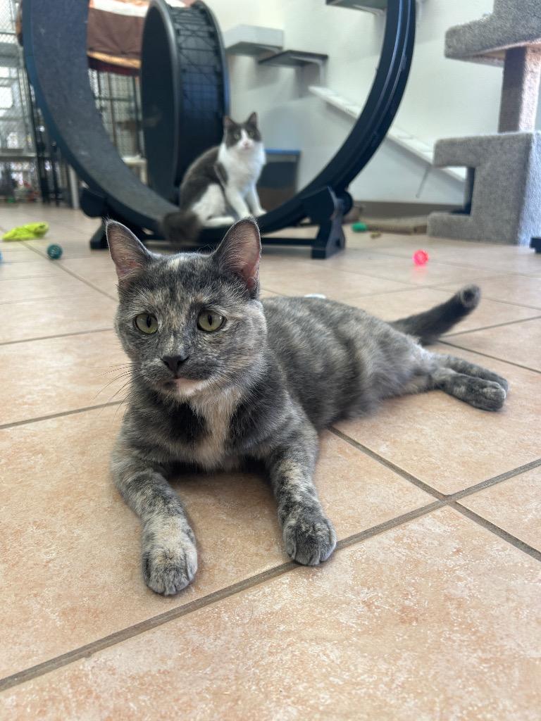 Sangria, a Adoptable mixed breed in Peoria, AZ image 2/6