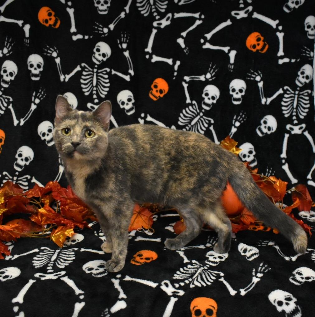 Sangria, a Adoptable mixed breed in Peoria, AZ image 1/6